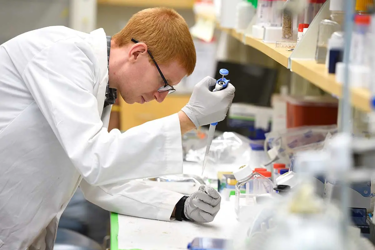Researcher in white lab coat and gloves uses a pipette while working carefully at a laboratory bench